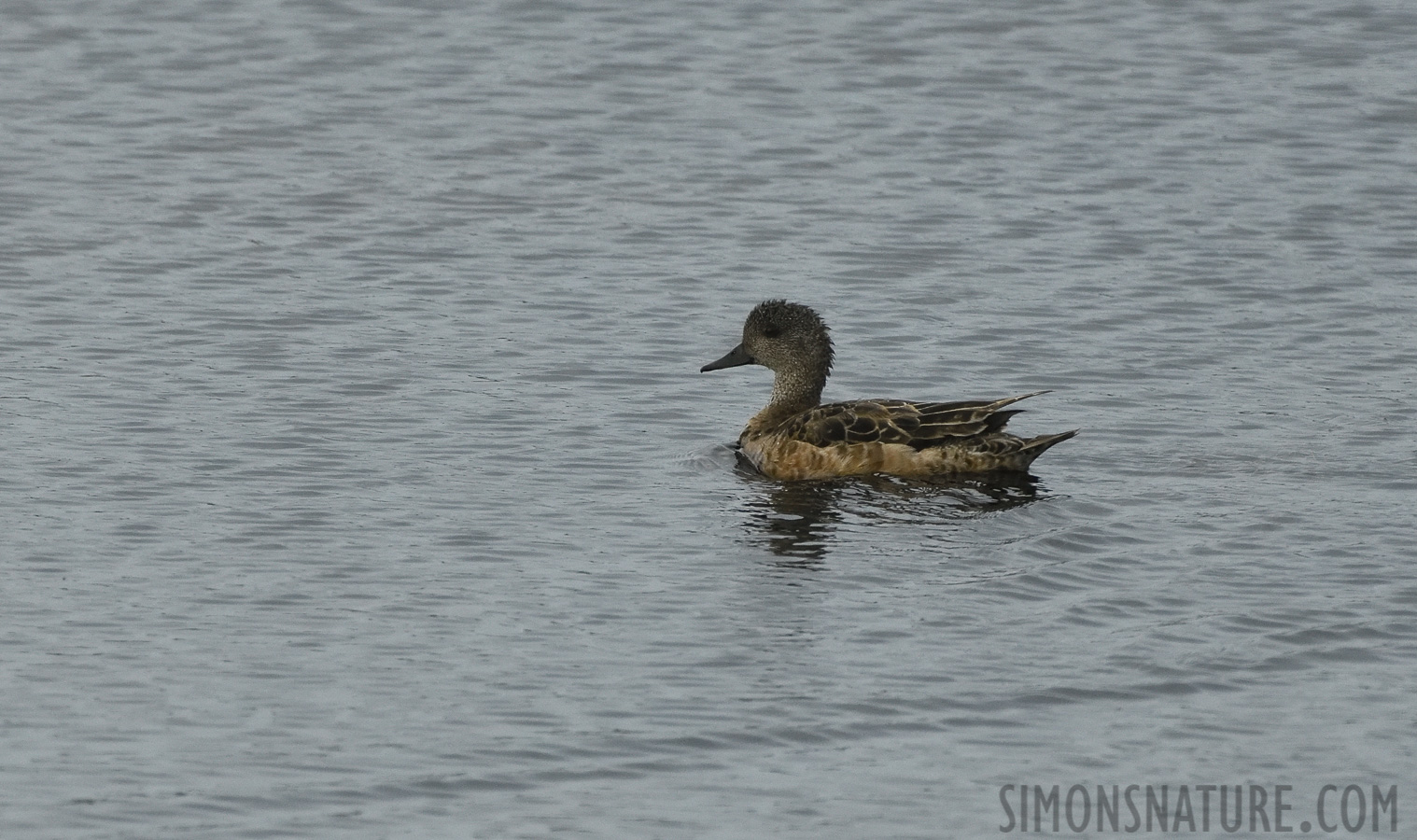 Mareca americana [400 mm, 1/2000 sec at f / 8.0, ISO 1600]